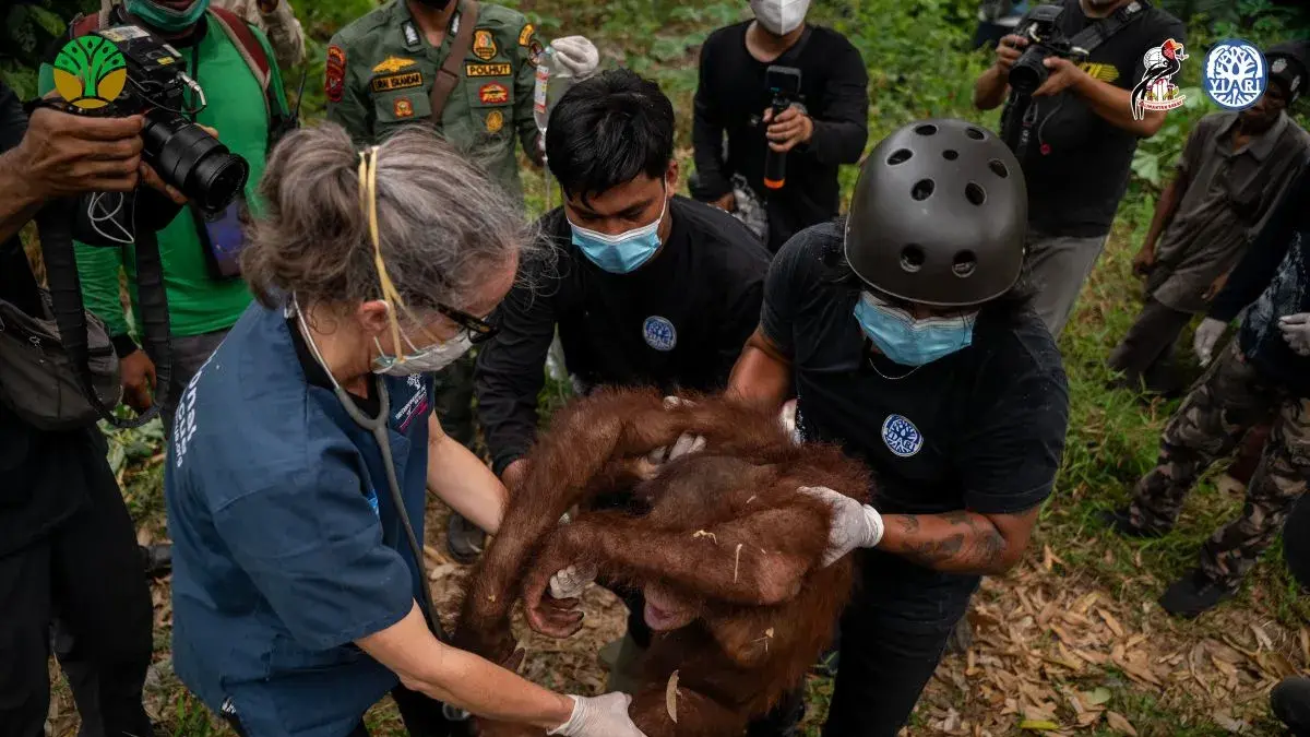 BKSDA Kalimantan Barat bersama YIARI saat evakuasi orang utan di Desa Pemangkat, Kecamatan Simpang Hilir, Kabupaten Kayong Utara, Kalimantan Barat. (ANTARA/BKSDA dan YIARI Kalbar)