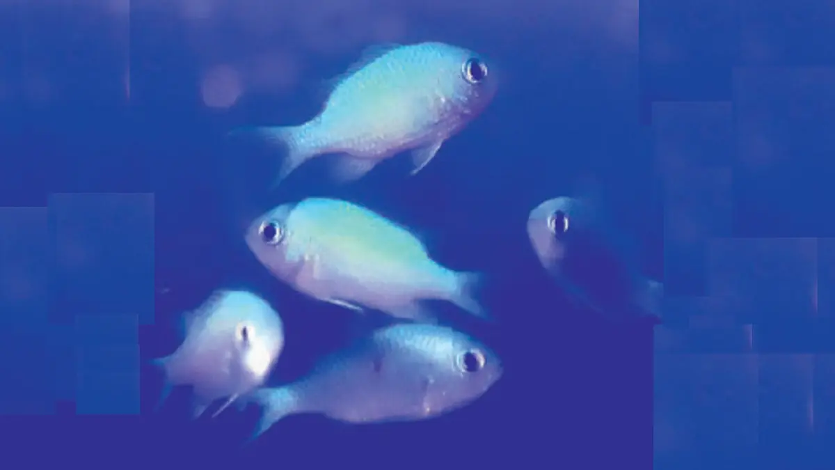 Chromis viridis atau populer disebut ikan jae-jae. (DOK JAWAPOS)