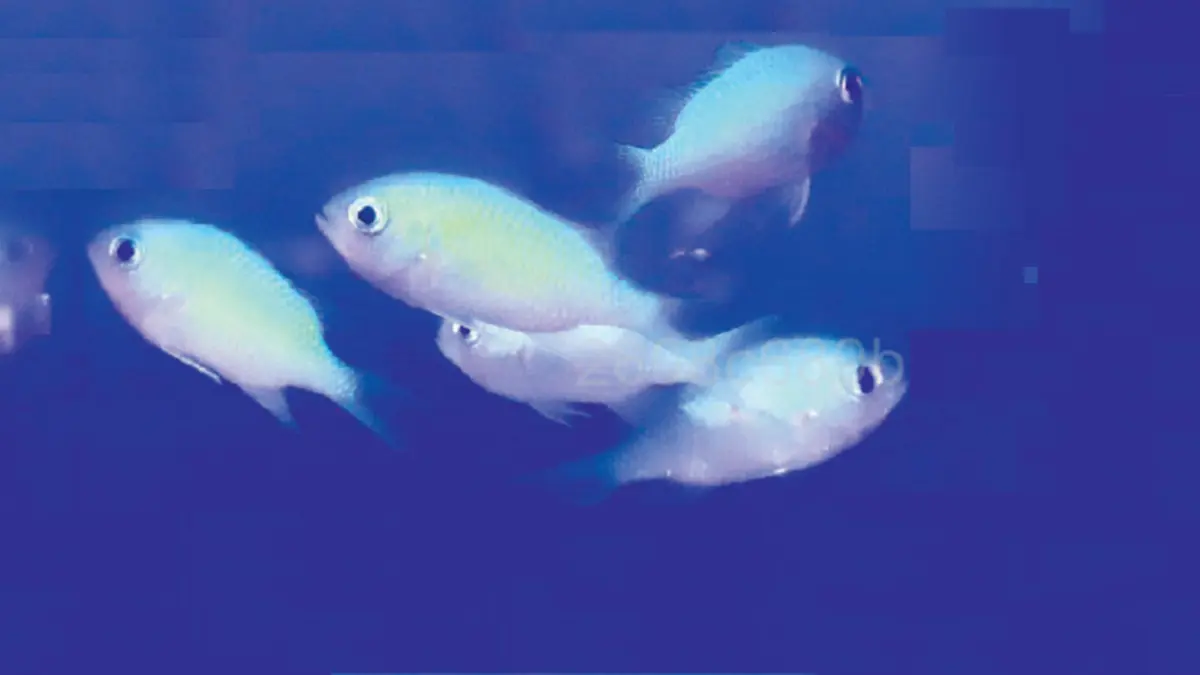 Chromis viridis atau populer disebut ikan jae-jae. (DOK JAWAPOS)