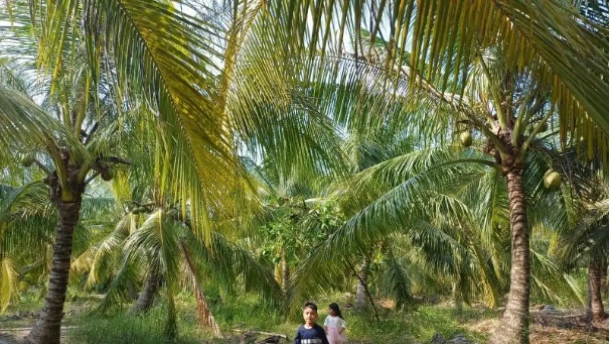 Anak-anak bermain di area kebun kelapa di Desa Batu Limau, Kabupaten Karimun, Kepulauan Riau (Kepri). (ANTARA/Ogen)