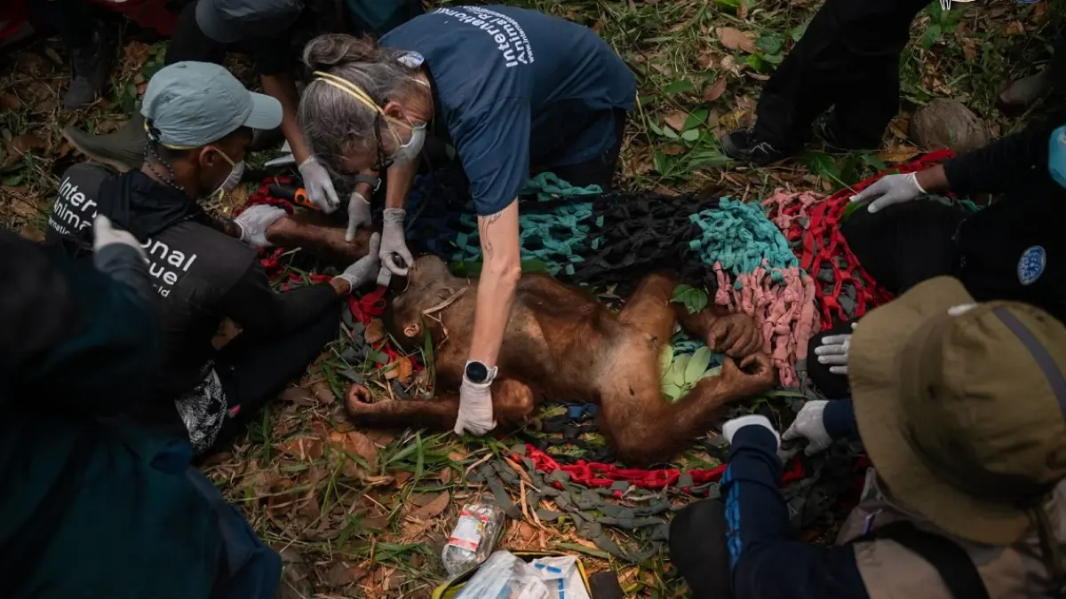 Tim BKSDA Kalbar dan YIARI mengevakuasi orangutan yang terjebak di perkebunan warga di Desa Pemangkat, Kecamatan Simpang Hilir, Kayong Utara. Karhutla memutus jalan pulang enam orangutan menuju hutan, sementara kobaran api berada sekitar 200 meter dari lokasi penyelamatan. (YIARI)