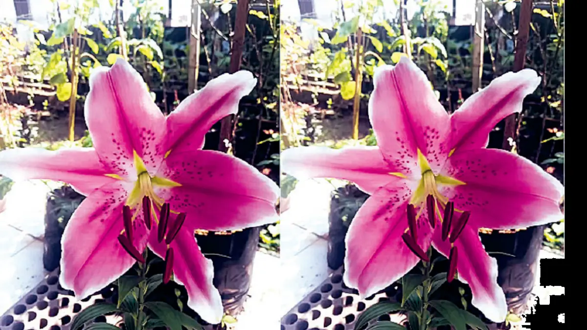 Bunga Casablanca lily mekar dengan tampilan khas dan aroma harum yang menjadi daya tariknya. (DOK JAWAPOS)