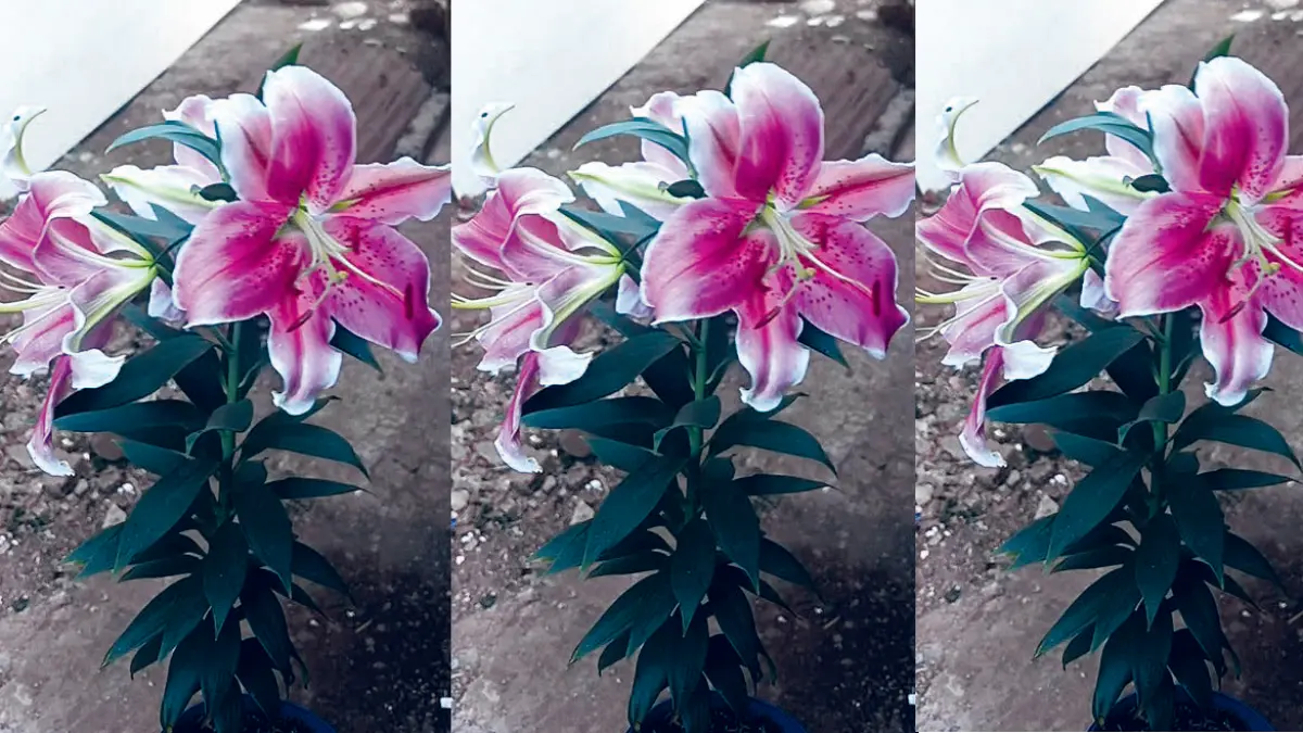 Casablanca lily tumbuh subur meski berada di dataran rendah yang cenderung panas. (DOK JAWAPOS)