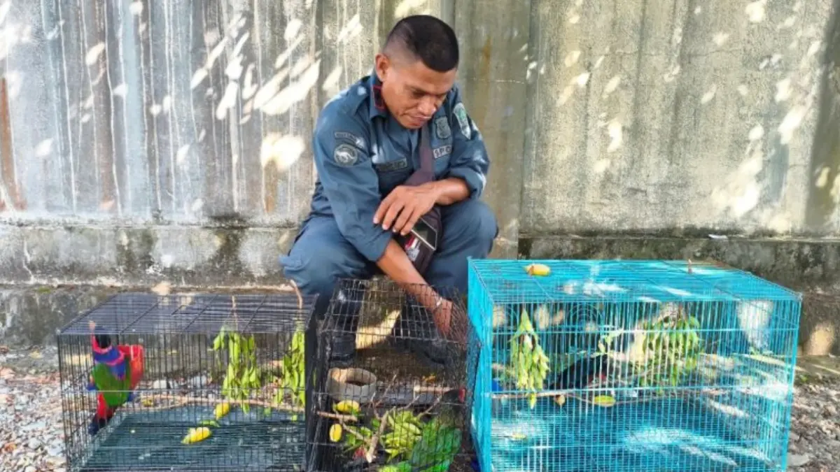 Petugas mengamankan burung-burung endemik Papua yang akan diperjualbelikan secara ilegal secara daring setelah operasi penggerebekan di Kabupaten Mimika, Papua Tengah, Kamis (3/9) (ANTARA/HO-Kemenhut)