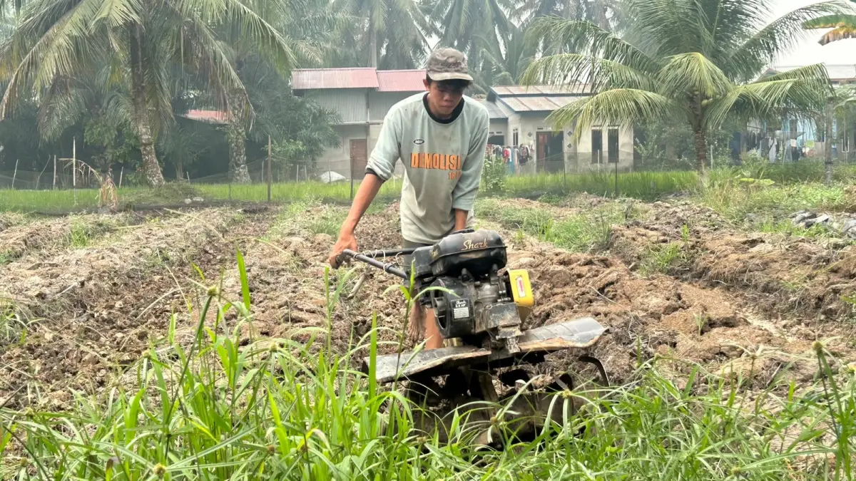 Petani memanfaatkan limbah pabrik tahu untuk penyiraman dan pemupukan tanaman cabai.