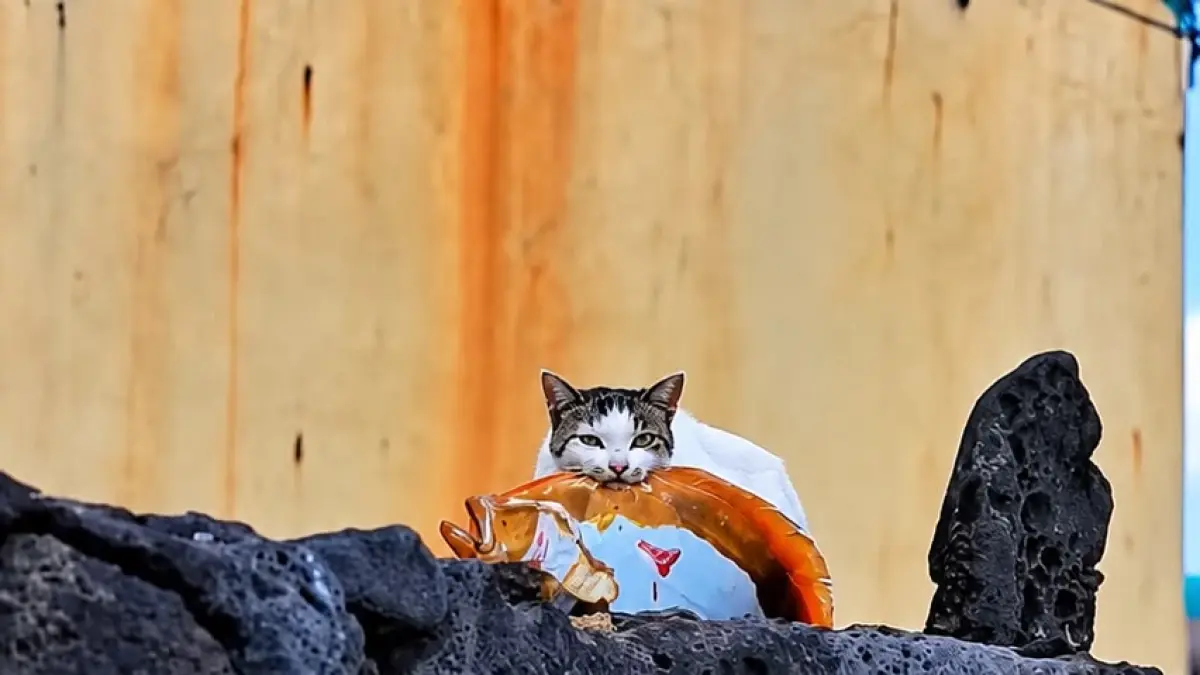 Potingan video seekor kucing liar membawa ikan besar melewati bebatuan pantai yang basah dan licin demi keluarganya.