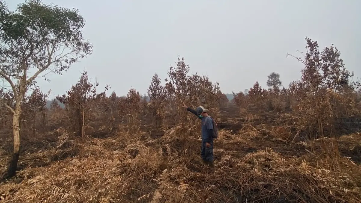 Kondisi lahan gambut Intuyut yang ditanami kembali (revegetasi) tahun 2023 lalu kini hangus terbakar. (ISTIMEWA)