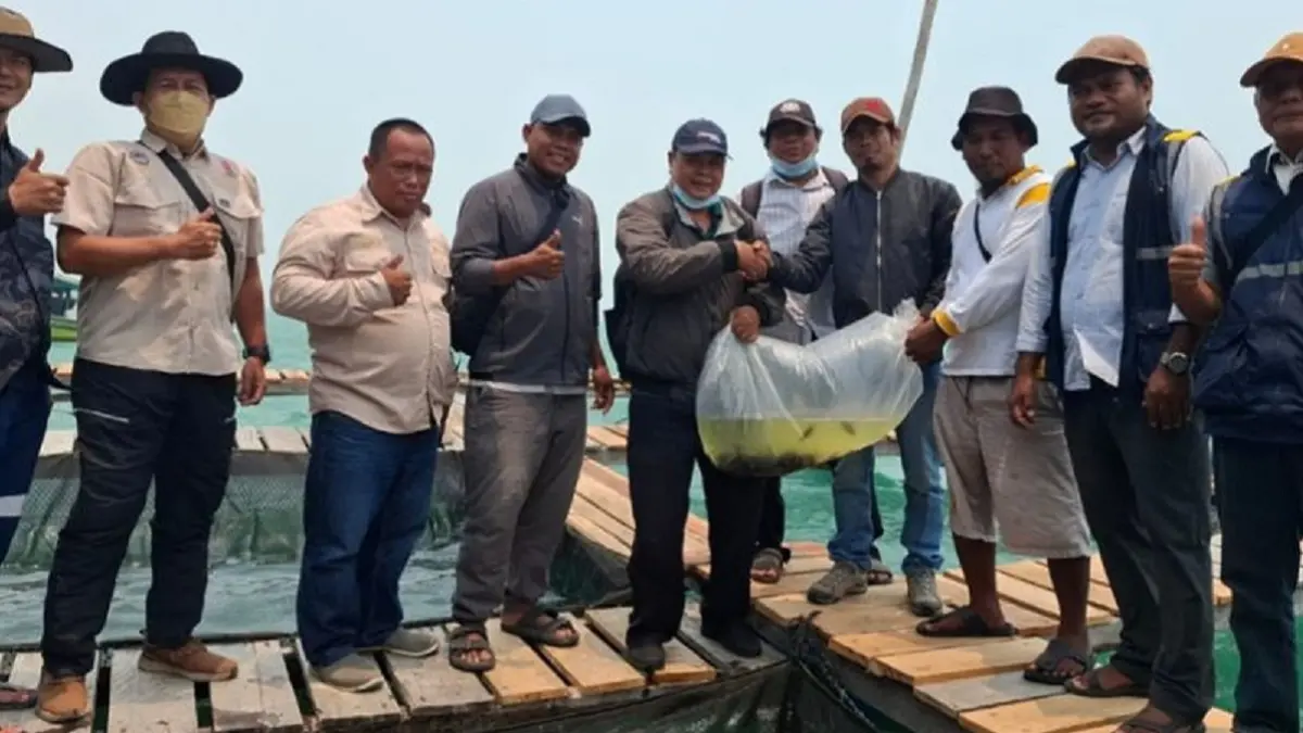 Sebanyak 5.000 bibit kerapu ditebar di keramba jaring apung (KJA) Kelompok Nelayan Bina Warga untuk budidaya di Desa Pelapis. (ANTARA/KIPP)