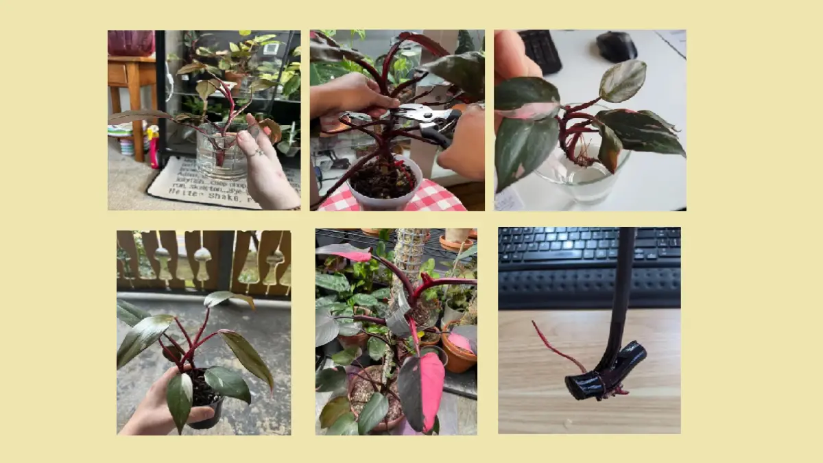 Philodendron Pink Princess dapat diperbanyak melalui stek batang yang memiliki setidaknya satu ruas atau node sehat. (BALCONYGARDENWEB)