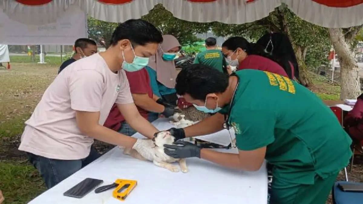 Petugas melaksanakan vaksinasi rabies pada hewan peliharaan, Kamis (17/9). (Diskominfo KKR)