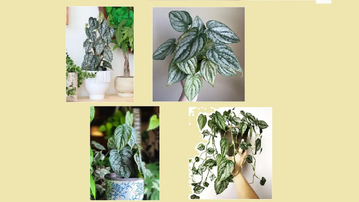 Philodendron Brandi memiliki daun berbentuk hati dengan perpaduan warna hijau dan corak keperakan. (BALCONYGARDENWEB)
