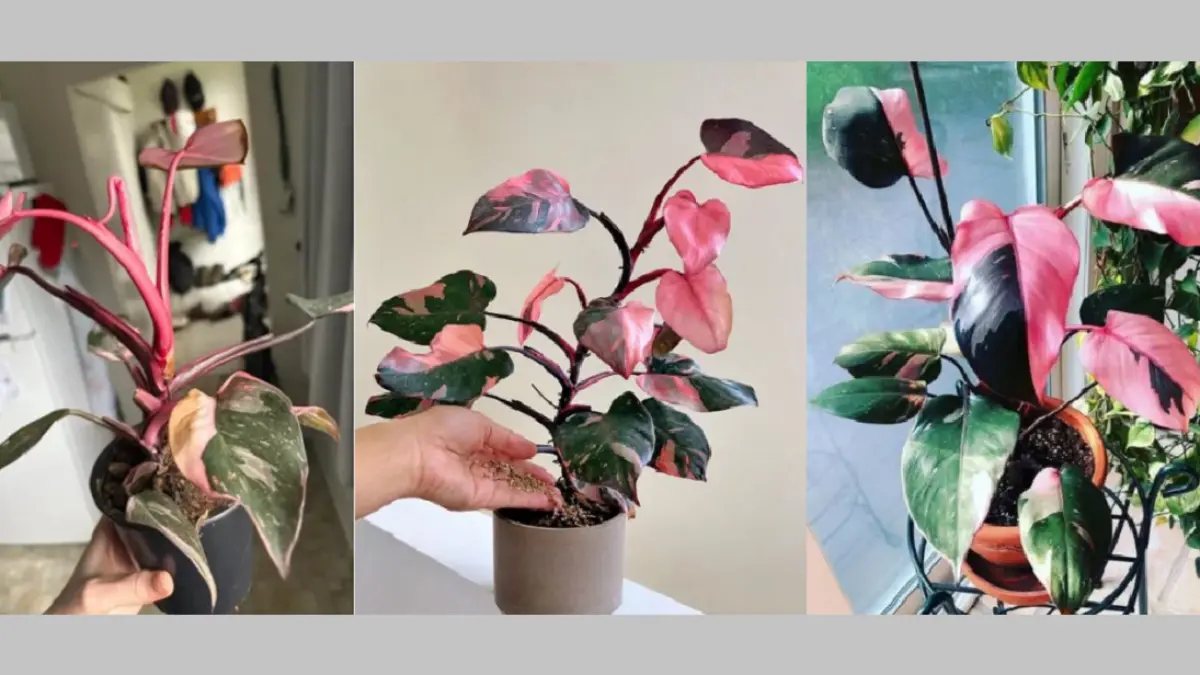 Philodendron Pink Princess dapat menghasilkan daun lebih hijau ketika kondisi pertumbuhan dan lingkungan tanaman berubah. (BALCONYGARDENWEB)