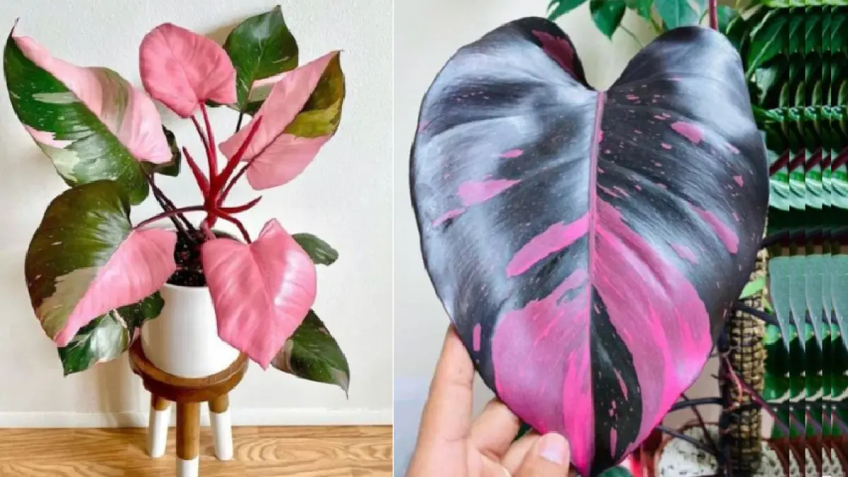 Philodendron Pink Princess membutuhkan cahaya terang tidak langsung, media tanam yang memiliki drainase baik dan kelembapan yang cukup. (BALCONYGARDENWEB)