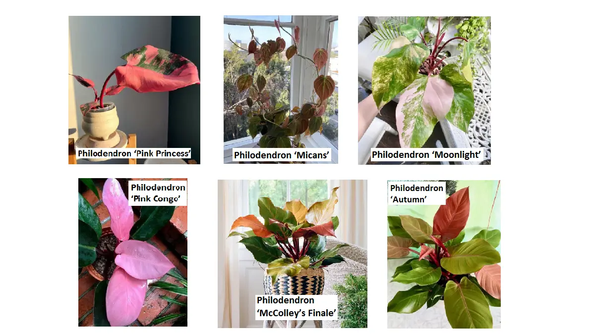 Sejumlah jenis Philodendron memiliki corak dan warna pink yang berbeda pada daunnya. (BALCONYGARDENWEB)
