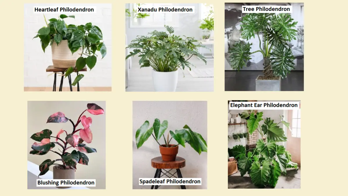 Enam varietas Philodendron dalam daftar Balcony Garden Web memiliki karakter daun dan pola pertumbuhan yang berbeda. (BALCONYGARDENWEB)