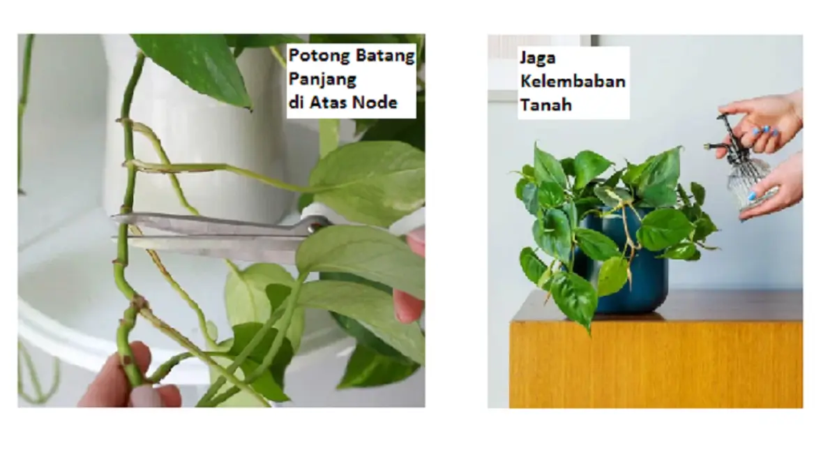 Pemangkasan Philodendron dapat dilakukan untuk mengendalikan bentuk tanaman dan membantu pertumbuhan batang baru ke arah samping. (BALCONYGARDENWEB)