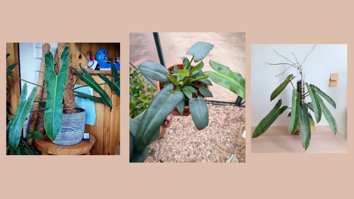 Philodendron Atabapoense memiliki daun besar berbentuk hati yang memanjang dengan permukaan hijau mengilap. (BALCONYGARDENWEB)