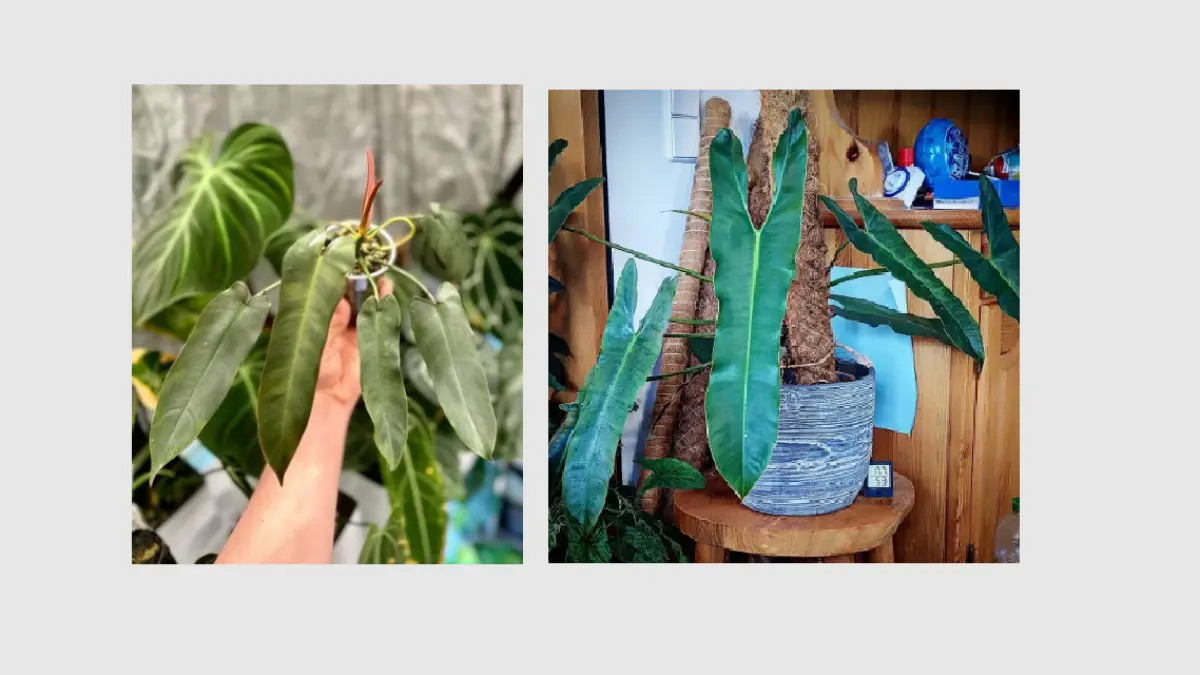 Philodendron Atabapoense memiliki daun besar berbentuk hati yang memanjang dengan permukaan hijau mengilap. (BALCONYGARDENWEB)