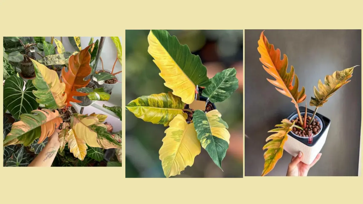 Philodendron Caramel Marble memiliki daun berbentuk hati dengan perpaduan warna karamel, krem, dan hijau dalam pola seperti marmer. (BALCONYGARDENWEB)