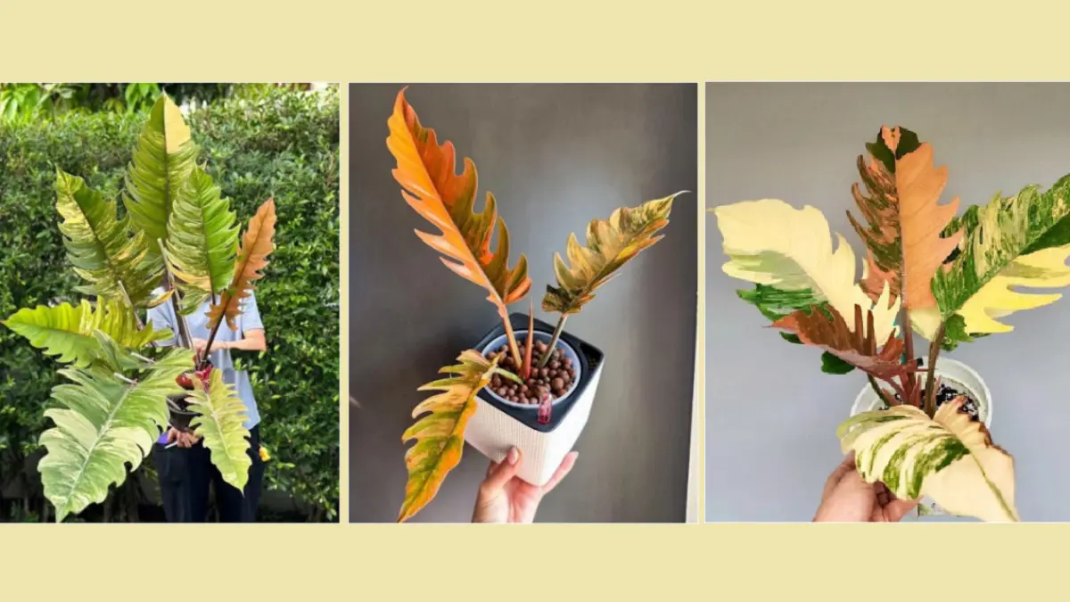 Philodendron Caramel Marble memiliki daun berbentuk hati dengan perpaduan warna karamel, krem, dan hijau dalam pola seperti marmer. (BALCONYGARDENWEB)