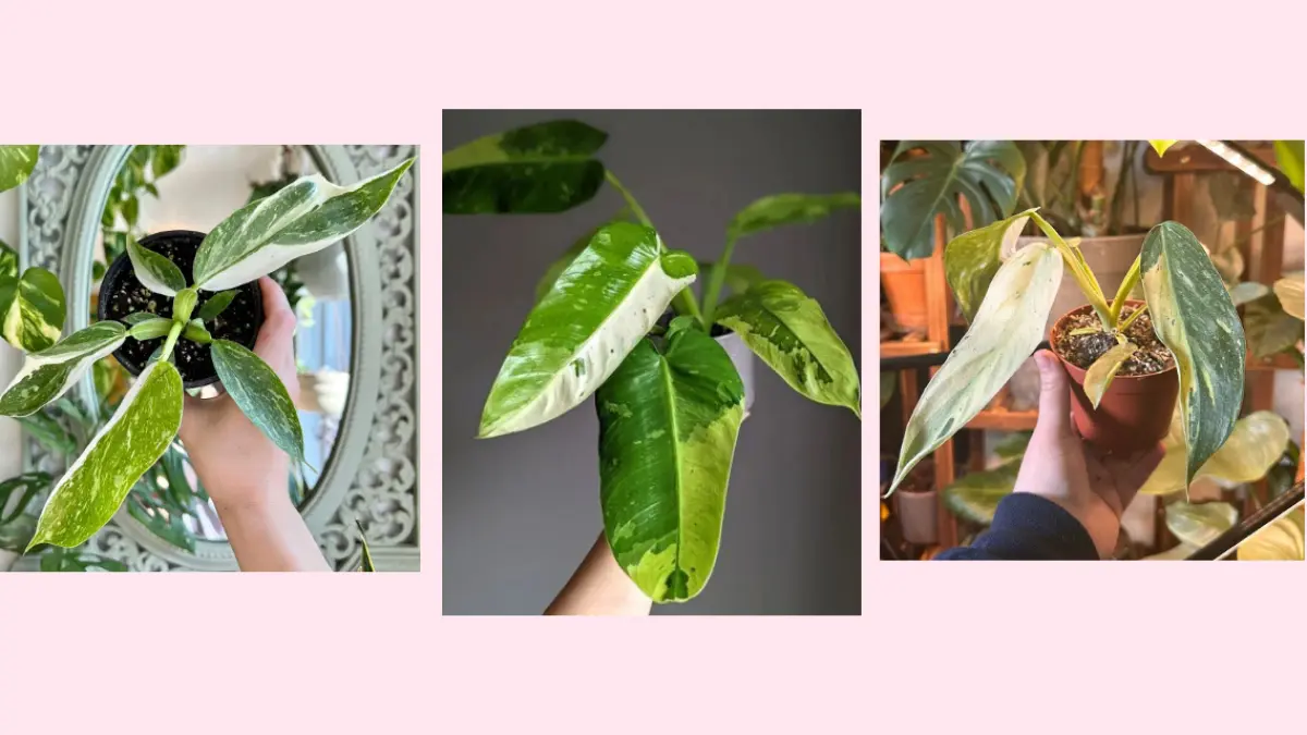 Philodendron Jose Buono memiliki daun besar berbentuk hati dengan pola variegata yang menjadi ciri khasnya. (BALCONYGARDENWEB)