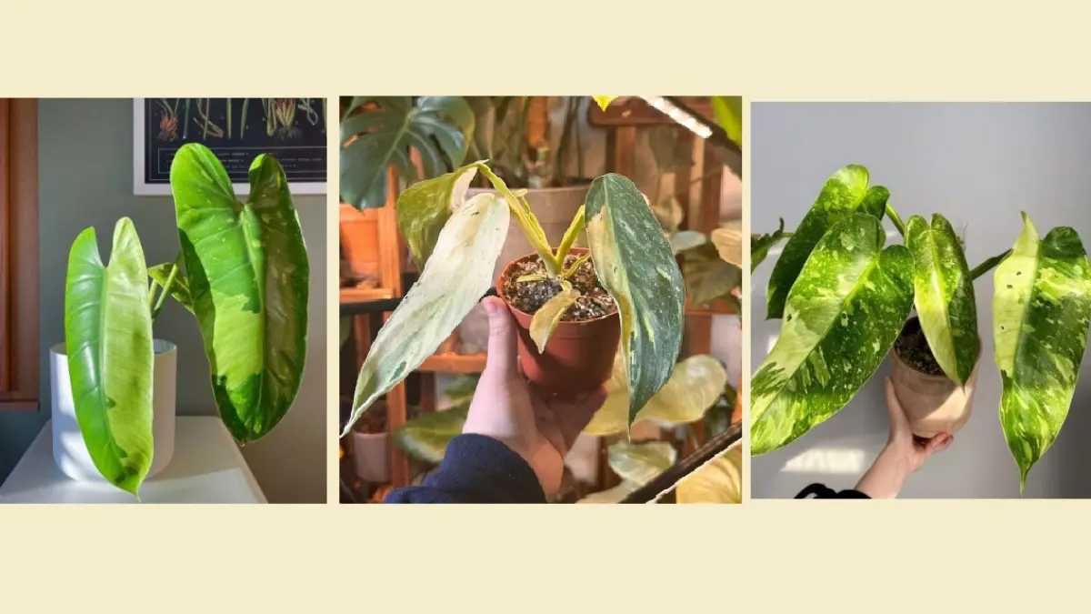 Philodendron Jose Buono memiliki daun besar berbentuk hati dengan pola variegata yang menjadi ciri khasnya. (BALCONYGARDENWEB)