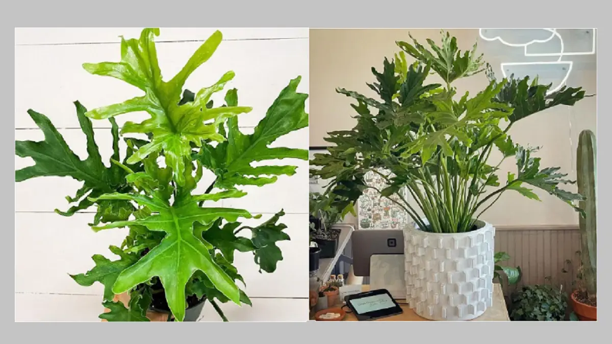 Philodendron Lickety Split memiliki daun hijau mengilap dengan belahan dalam dan tepi daun yang melengkung. (BALCONYGARDENWEB)