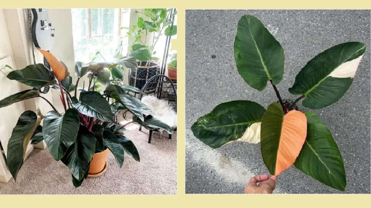 Philodendron Red Congo memiliki daun berbentuk oval berwarna hijau-burgundy yang tumbuh membentuk roset. (BALCONYGARDENWEB)