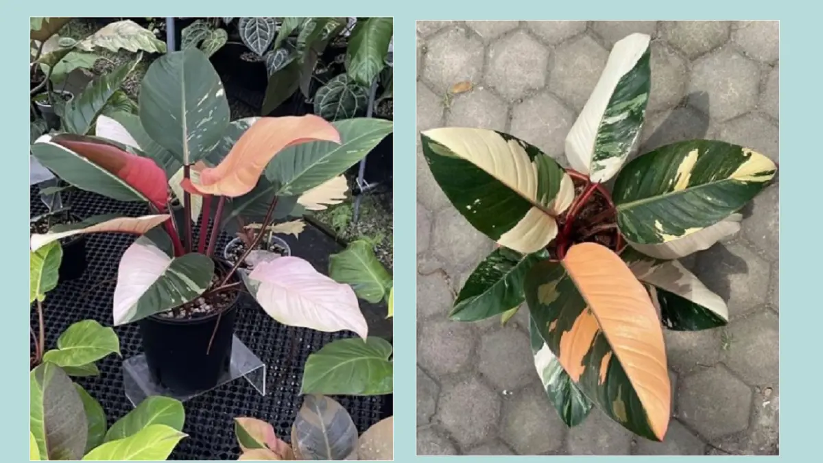 Philodendron Red Congo memiliki daun berbentuk oval berwarna hijau-burgundy yang tumbuh membentuk roset. (BALCONYGARDENWEB)
