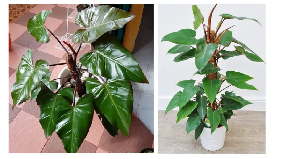 Philodendron Red Emerald dikenal memiliki batang berwarna merah anggur dengan daun hijau mengilap. (BALCONYGARDENWEB)