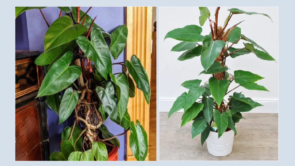 Philodendron Red Emerald dikenal memiliki batang berwarna merah anggur dengan daun hijau mengilap. (BALCONYGARDENWEB)