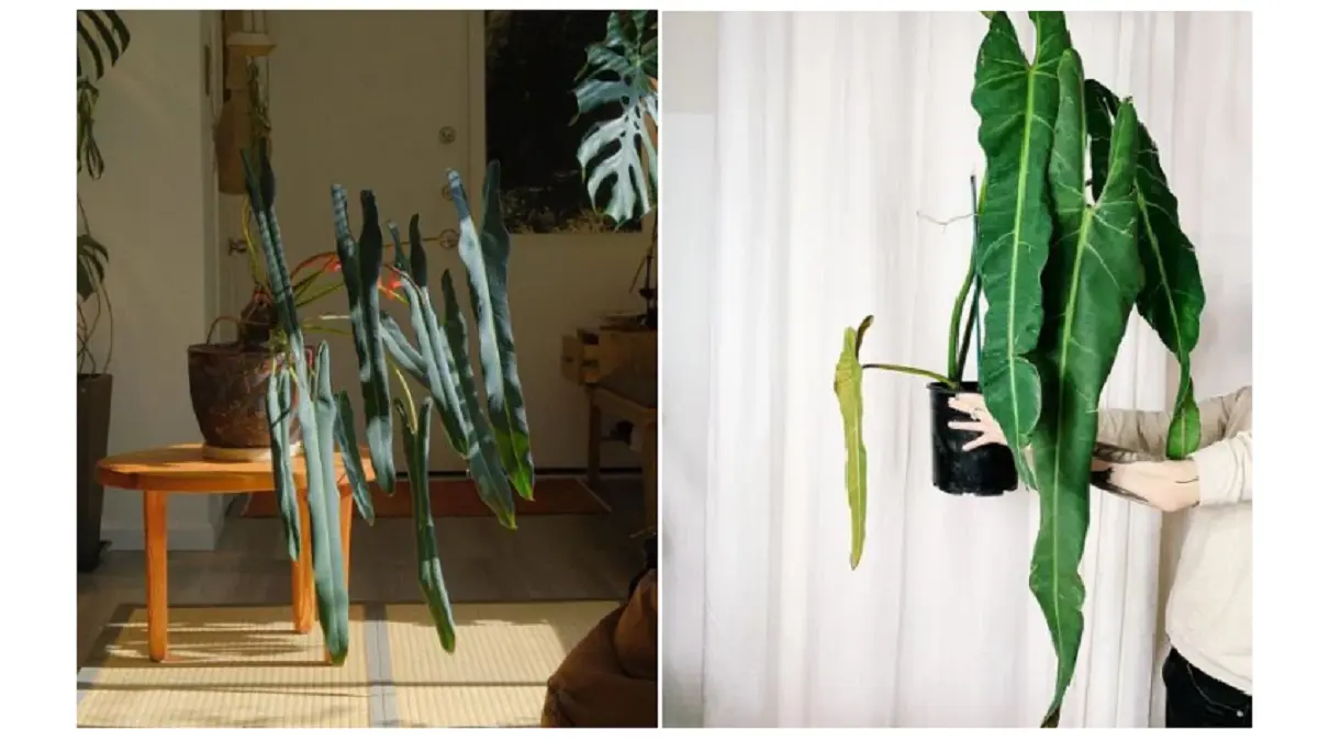 Philodendron Spiritus Sancti memiliki daun mengilap yang dapat tumbuh hingga 3 kaki dan membutuhkan kondisi hangat serta lembap. (BALCONYGARDENWEB)