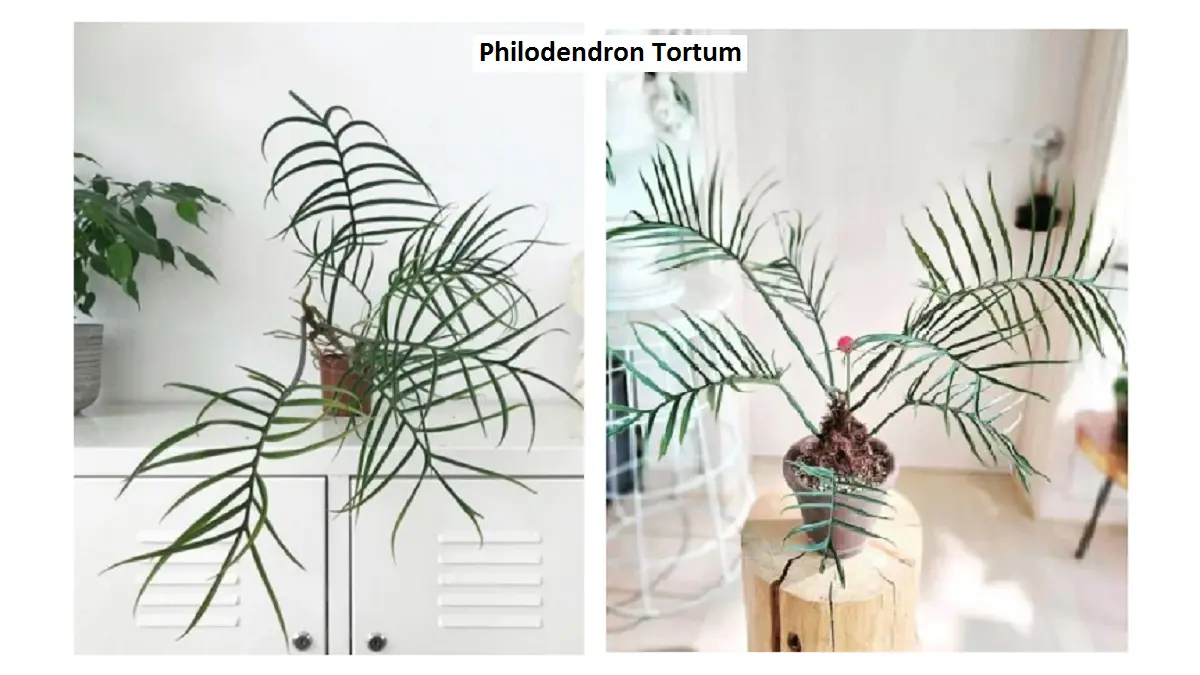 Philodendron Tortum, perawatan Philodendron Tortum, tanaman indoor, tanaman hias, Fernleaf Philodendron. (BALCONYGARDENWEB)