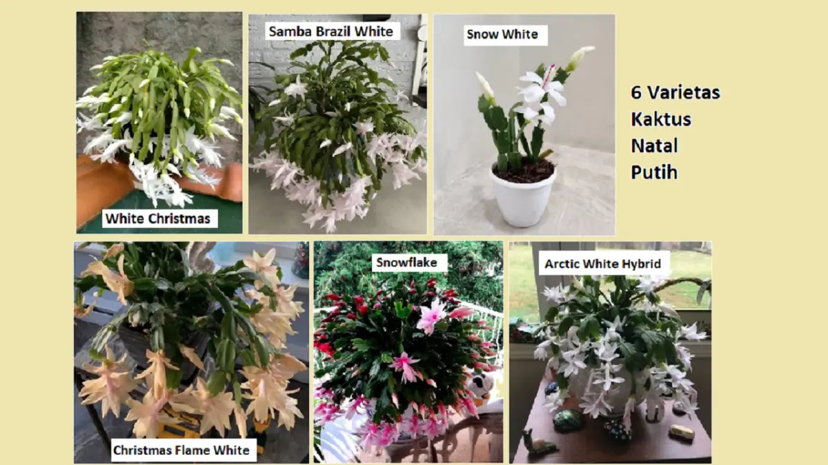 Kaktus Natal putih memiliki sejumlah varietas dengan bentuk bunga dan karakter pertumbuhan yang berbeda. (BALCONYGARDENWEB)