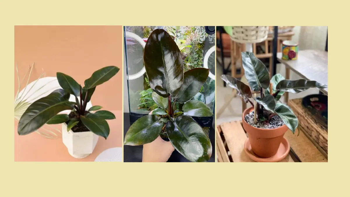 Philodendron Black Cardinal memiliki daun lebar mengilap yang berubah warna dari burgundi menjadi hijau gelap hingga hampir hitam. (REDDIT)