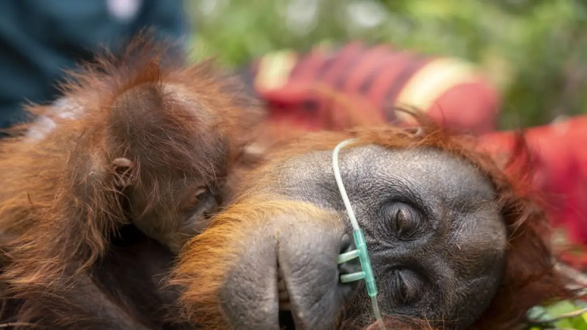 Orangutan Mama Lifa dan Lifa yang terjebak di kawasan perkebunan kelapa sawit yang terdampak kebakaran di Kabupaten Ketapang.  (ANTARA/YIARI)