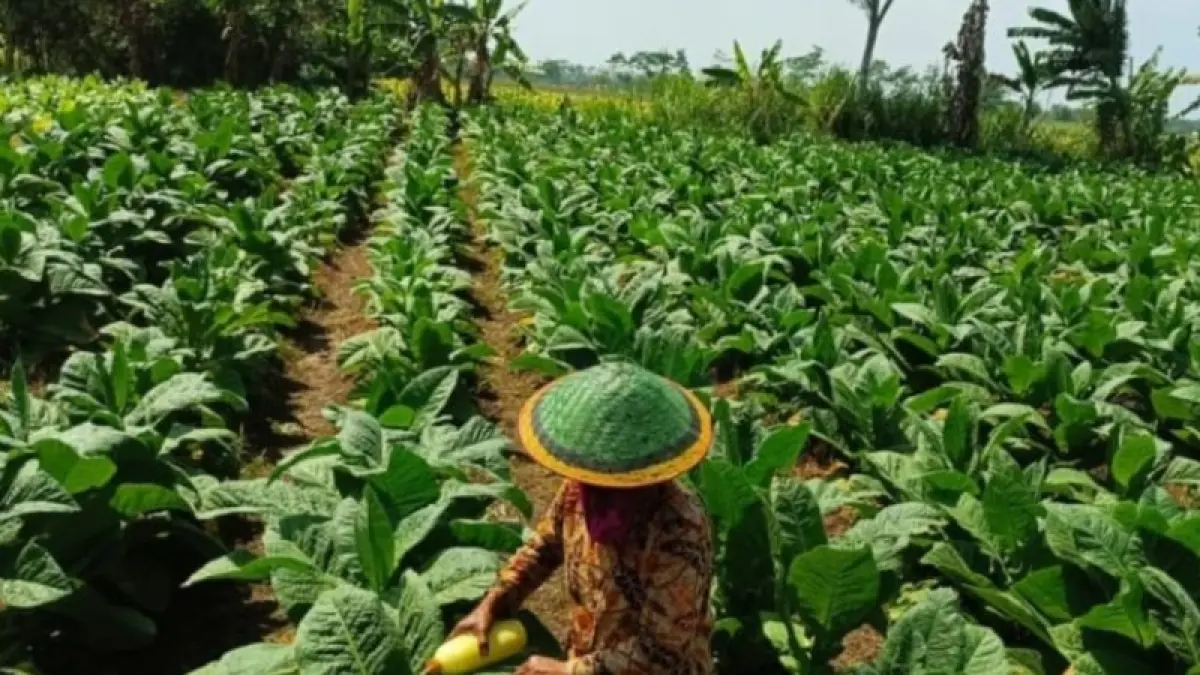 Petani merawat tanaman tembakau di Lumajang, Jatim. (ANTARA/HO-Diskominfo Lumajang)