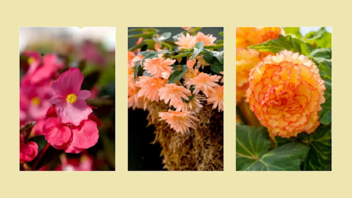 Bunga begonia (BHG)