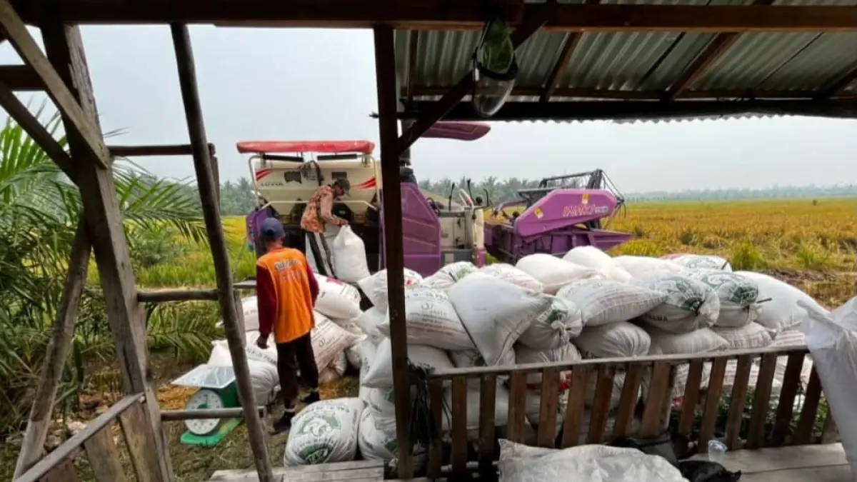 Petani Desa Serunai, Kecamatan Salatiga memanen padi beberapa waktu lalu.