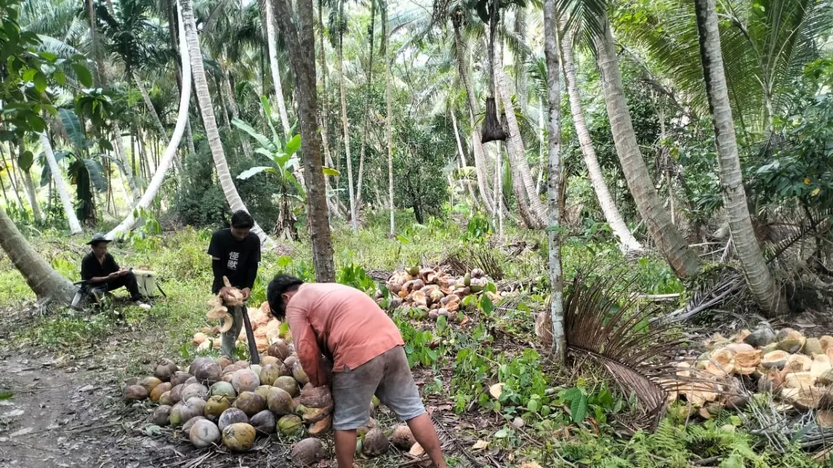 Petani di Kecamatan Jawai bersemangat memanen kelapa karena belakangan ini harga sudah membaik.