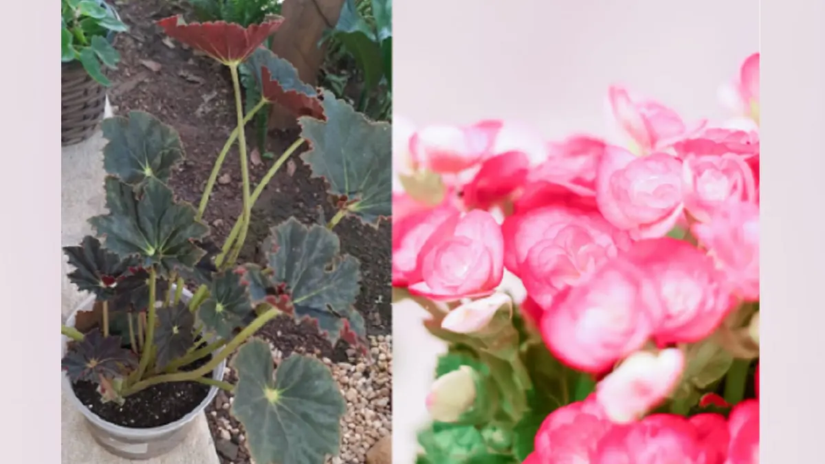 Tanaman begonia (DOK JAWAPOS)