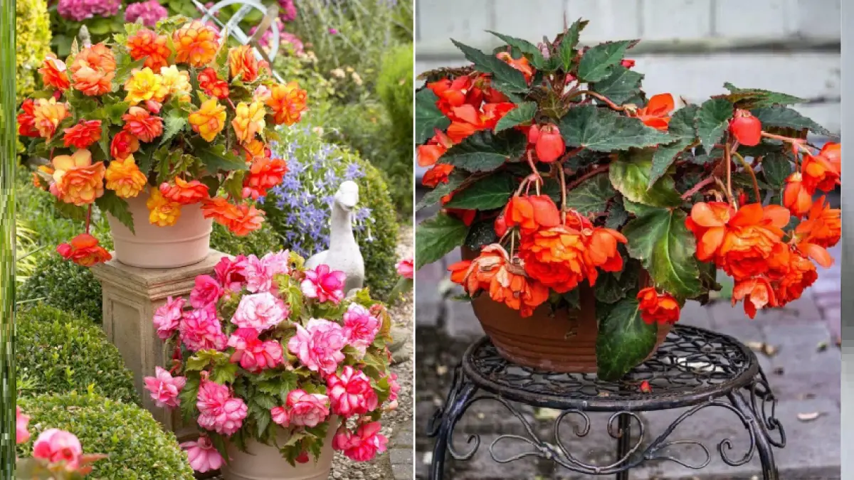 Bunga begonia memiliki beragam warna dan makna simbolis, mulai dari rasa syukur, inspirasi, hingga cinta. (BALCONYGARDENWEB)