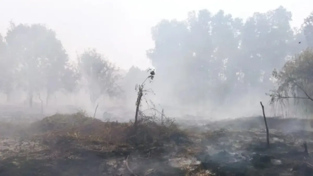 Kondisi lahan yang terbakar di Sungai Baru, Kecamatan Teluk Keramat, beberapa waktu lalu. (ISTIMEWA)