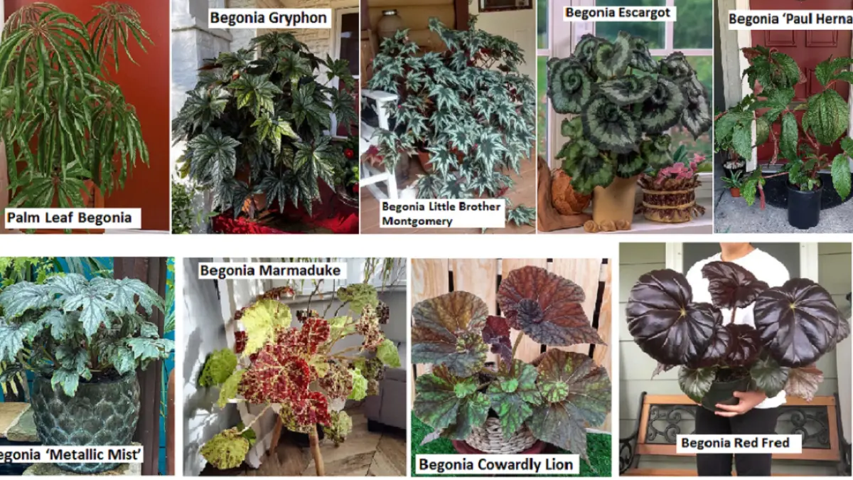 Sejumlah varietas begonia memiliki daun berukuran besar dengan bentuk, warna, dan pola yang berbeda. (REDDIT)