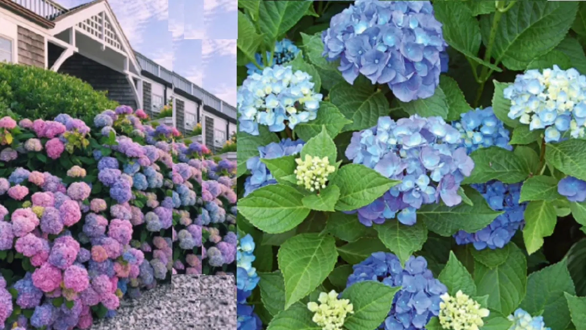 Bunga hortensia (DOK JAWAPOS)