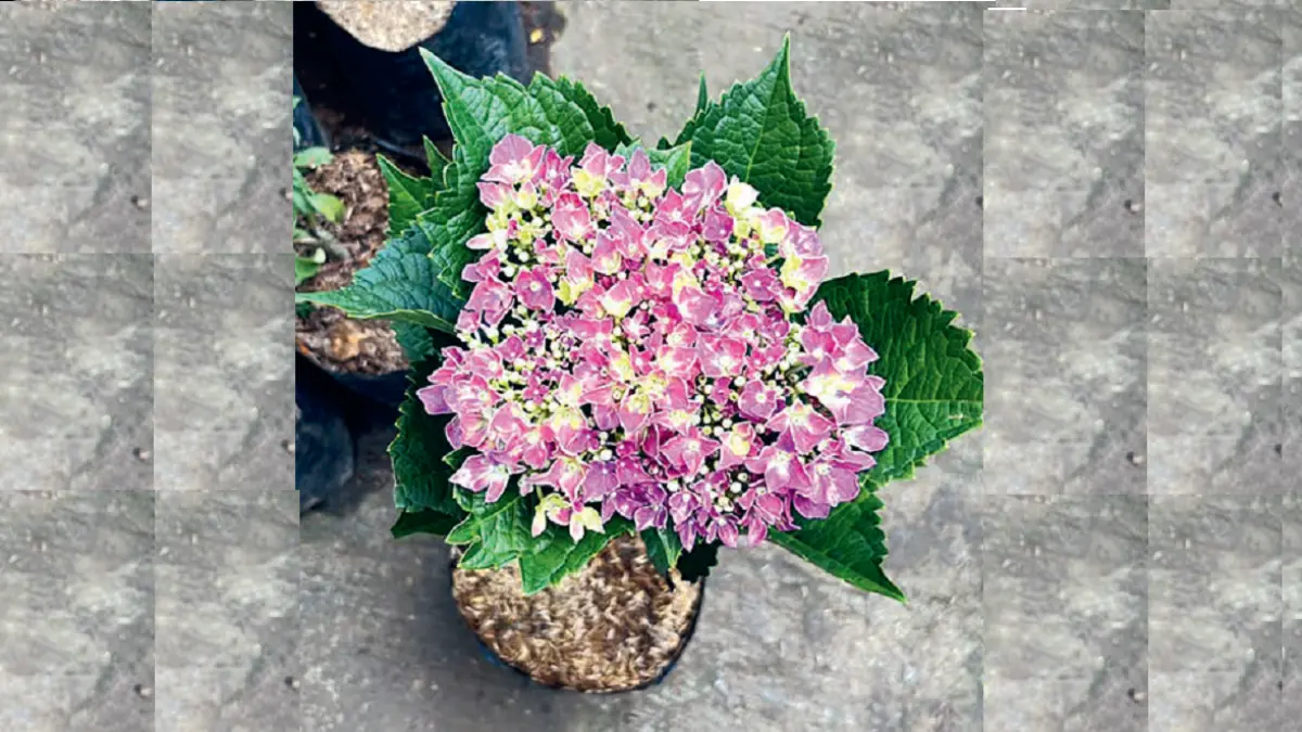 Bunga hortensia (DOK JAWAPOS).