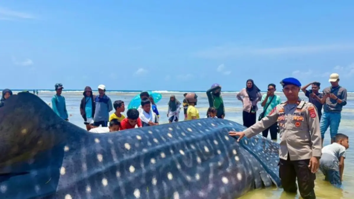 Hiu Paus yang terdampar di Wakatobi, Sulawesi Tenggara. (ANTARA/HO-Polres Wakatobi)