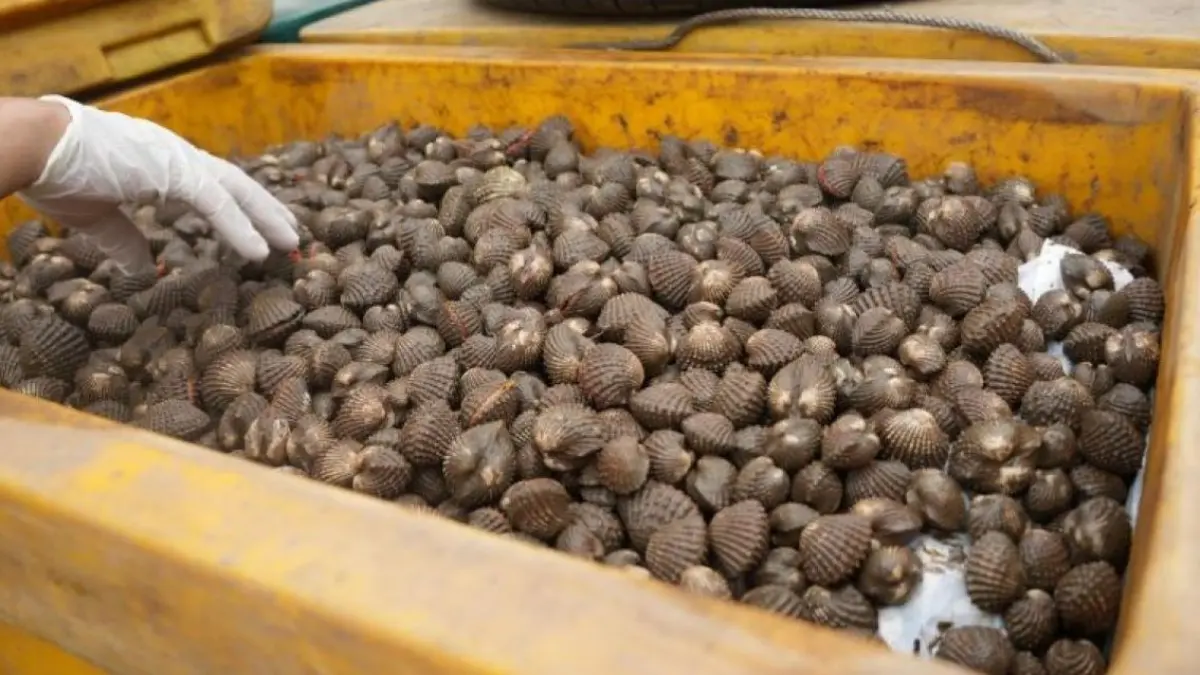 Kantor Bea Cukai Jagoi Babang memfasilitasi ekspor komoditas perikanan kerang ke Malaysia. (ANTARA/Bea Cukai Jagoi Babang)