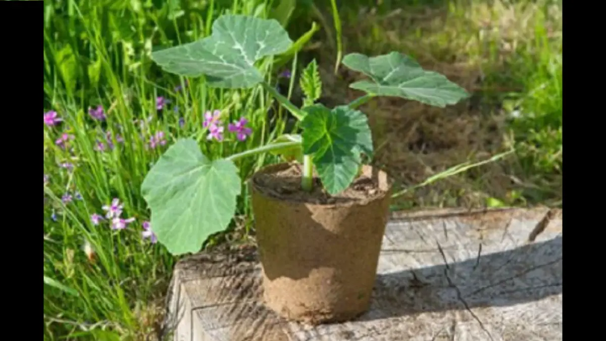 Tanaman labu dapat dibudidayakan dalam pot berukuran besar dengan media tanam yang memiliki drainase baik. (BALCONY GARDEN WEB)