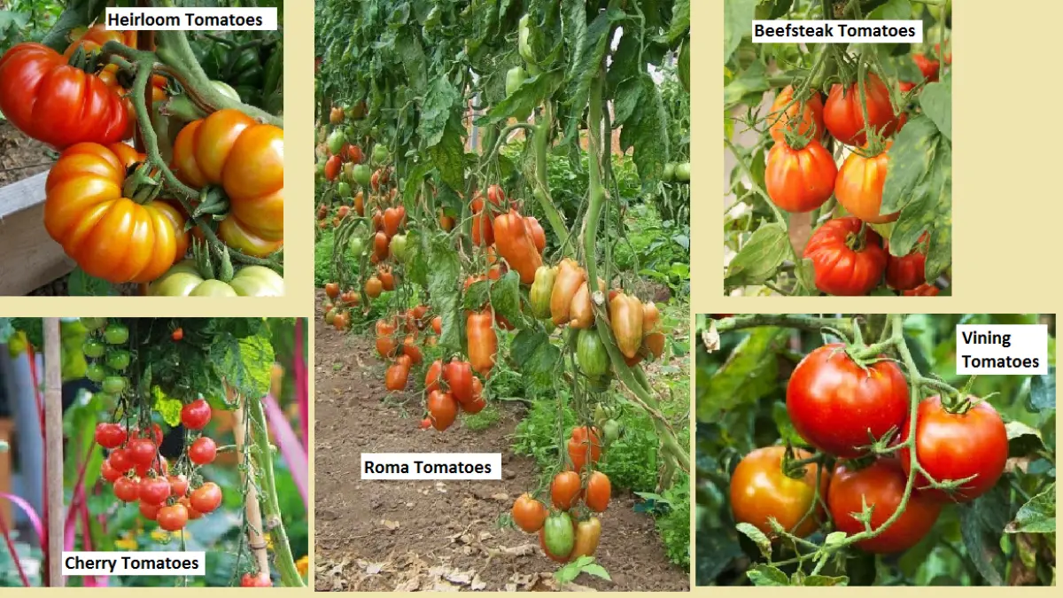 Beragam jenis tomat memiliki bentuk, warna, rasa, dan kegunaan yang berbeda. (BALCONY GARDEN WEB)